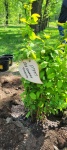 Работники «Облкоммунэнерго» приняли участие в акции «Посади дерево – подари планете жизнь»